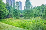 地铁直达！重庆超百万平方米的“巨无霸”湿地公园，藏着主城最绿的夏天 - 重庆晨网