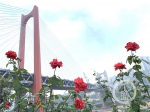 红岩村嘉陵江大桥“红”起来了 还差“一丁(4986618)-20200802164136.jpg - 重庆晨网