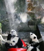 40℃的重庆来了，动物园的熊猫河马们怎么消暑？ - 重庆晨网