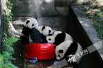 40℃的重庆来了，动物园的熊猫河马们怎么消暑？ - 重庆晨网