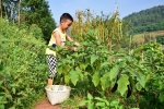 生火做饭、养鸡摘菜……看看重庆这个8岁孩子的暑假 - 重庆晨网