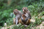 重庆渝北：生态环境改善 野生猕猴聚集 - 重庆晨网