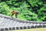 重庆渝北：生态环境改善 野生猕猴聚集 - 重庆晨网