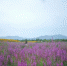 重庆市区近郊的绝美露营地 此时紫色花海正遍布乡野 - 重庆晨网