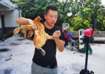 “它的爪子锋利，它的精神头很足……”29岁小哥直播卖鸡，10天帮农户挣5万 - 重庆晨网
