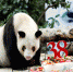 熊猫界“百岁奶奶”迎38岁生日 有望打破大熊猫最长寿记录 - 重庆晨网