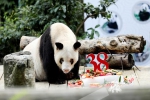 熊猫界“百岁奶奶”迎38岁生日 有望打破大熊猫最长寿记录 - 重庆晨网