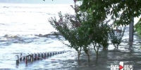 涪江潼南段迎来新一轮洪水 超保证水位5米以上 - 重庆晨网