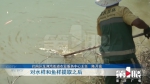 巴南一品河出现大量死鱼 相关部门介入调查 - 重庆晨网