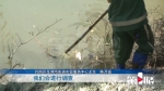 巴南一品河出现大量死鱼 相关部门介入调查 - 重庆晨网