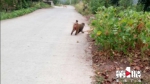 忠县首次发现国家二级野生保护动物猕猴 - 重庆晨网