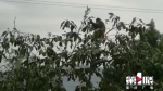 忠县首次发现国家二级野生保护动物猕猴 - 重庆晨网
