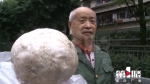 稀奇！重庆大爷捡到足球大的蘑菇 专家：不建议食用 - 重庆晨网