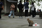 来重庆打卡《风犬少年的天空》取景地 做一回追风少年 - 重庆晨网