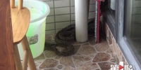 吓人！住户阳台惊现1.5米长大蛇 - 重庆晨网