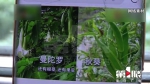 居民楼边开满”喇叭花“   这种《神雕侠侣》中的情花，有毒！ - 重庆晨网