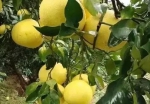 又是一年采柚季，黄澄澄的果子等你来！ - 重庆晨网