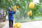 又是一年采柚季，黄澄澄的果子等你来！ - 重庆晨网