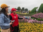 巴南巾帼志愿服务助力重庆市第24届菊花艺术展 - 妇联