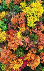大自然作画的秋天，竟美成这样…… - 重庆晨网