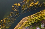 汉丰湖水上彩林迎来最佳观赏期 水鸟翩翩彩林斑斓 - 重庆晨网