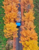 大自然作画的秋天 在巫溪竟美成这样 - 重庆晨网