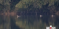 汉丰湖来了一大批白鹭、苍鹭、斑嘴鸭…… - 重庆晨网