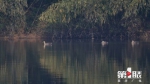 汉丰湖来了一大批白鹭、苍鹭、斑嘴鸭…… - 重庆晨网