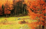 深秋时节的重庆，一幅五彩斑斓的美丽画卷 - 重庆晨网