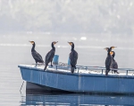 每一帧都是一幅画！巫山大昌湖惊现多种保护水禽 - 重庆晨网