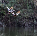 每一帧都是一幅画！巫山大昌湖惊现多种保护水禽 - 重庆晨网