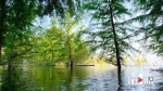 长江万州段岸边再现“水中森林”美景 - 重庆晨网