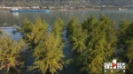 长江万州段岸边再现“水中森林”美景 - 重庆晨网