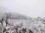 今晨巫溪红池坝、城口黄安坝的雪：下得那么深 那么认真…… - 重庆晨网