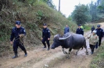 这群警察翻山越岭7小时只为寻找一头牛 这是头什么牛？ - 重庆晨网