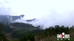 涪陵武陵山：云雾绕山间 飘渺似仙境 - 重庆晨网