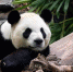 当地时间11月27日报道，旅居加拿大卡尔加里的两只大熊猫“大毛”“二顺”当地时间11月27日登上飞机，提前返回中国。这比当初<span style= - 重庆晨网
