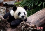 当地时间11月27日报道，旅居加拿大卡尔加里的两只大熊猫“大毛”“二顺”当地时间11月27日登上飞机，提前返回中国。这比当初 - 重庆晨网