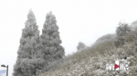 当美好遇见美好！金佛山云海与雪景同框组CP - 重庆晨网
