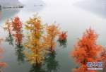 重庆万州：“水中彩林”迷人眼 - 新华网