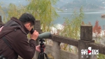 青头潜鸭！重庆开州汉丰湖首次发现全球濒危物种 - 重庆晨网