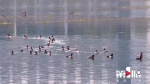 青头潜鸭！重庆开州汉丰湖首次发现全球濒危物种 - 重庆晨网