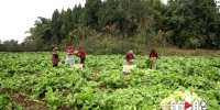 儿菜 白菜 花菜…… 铜梁每天1000吨蔬菜进主城 - 重庆晨网