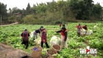 儿菜 白菜 花菜…… 铜梁每天1000吨蔬菜进主城 - 重庆晨网