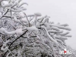 金佛山降下2021年第一场雪 - 重庆晨网