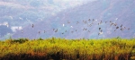 看效果 | 修复生态 重现绿色 广阳岛上白鹭野鸭又飞回来了 - 重庆晨网