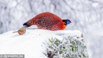 雪中精灵！松鼠红腹角雉等雪中觅食 - 重庆晨网