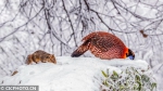 雪中精灵！松鼠红腹角雉等雪中觅食 - 重庆晨网