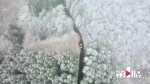 美爆了！南川山王坪万亩林海白雪皑皑 似梦幻童话世界 - 重庆晨网