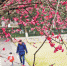 春天来了！三峡广场、北滨路的红梅绿梅陆续盛开 - 重庆晨网